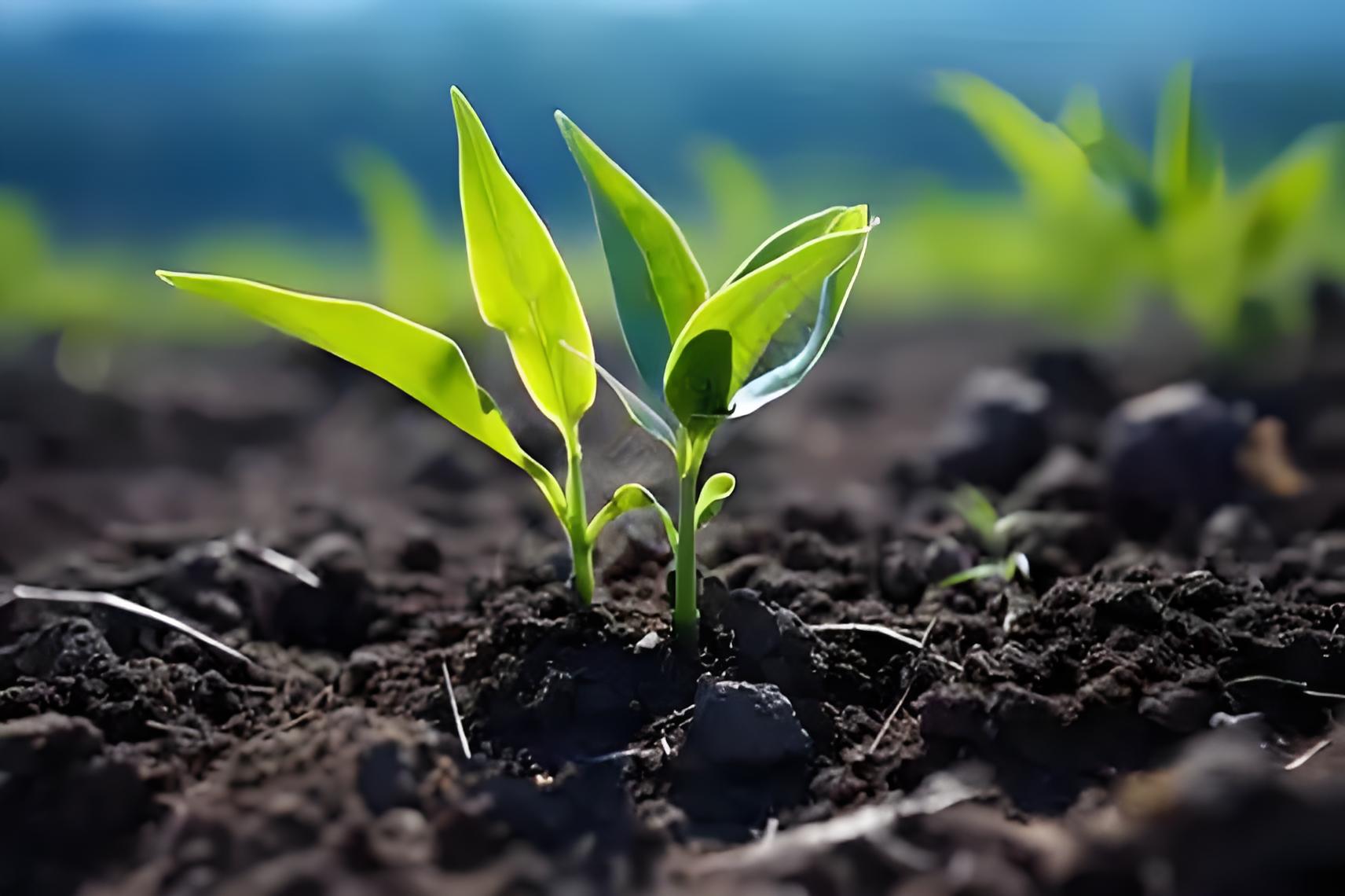 大量元素水溶肥的主要作用 大量元素水溶肥的主要作用