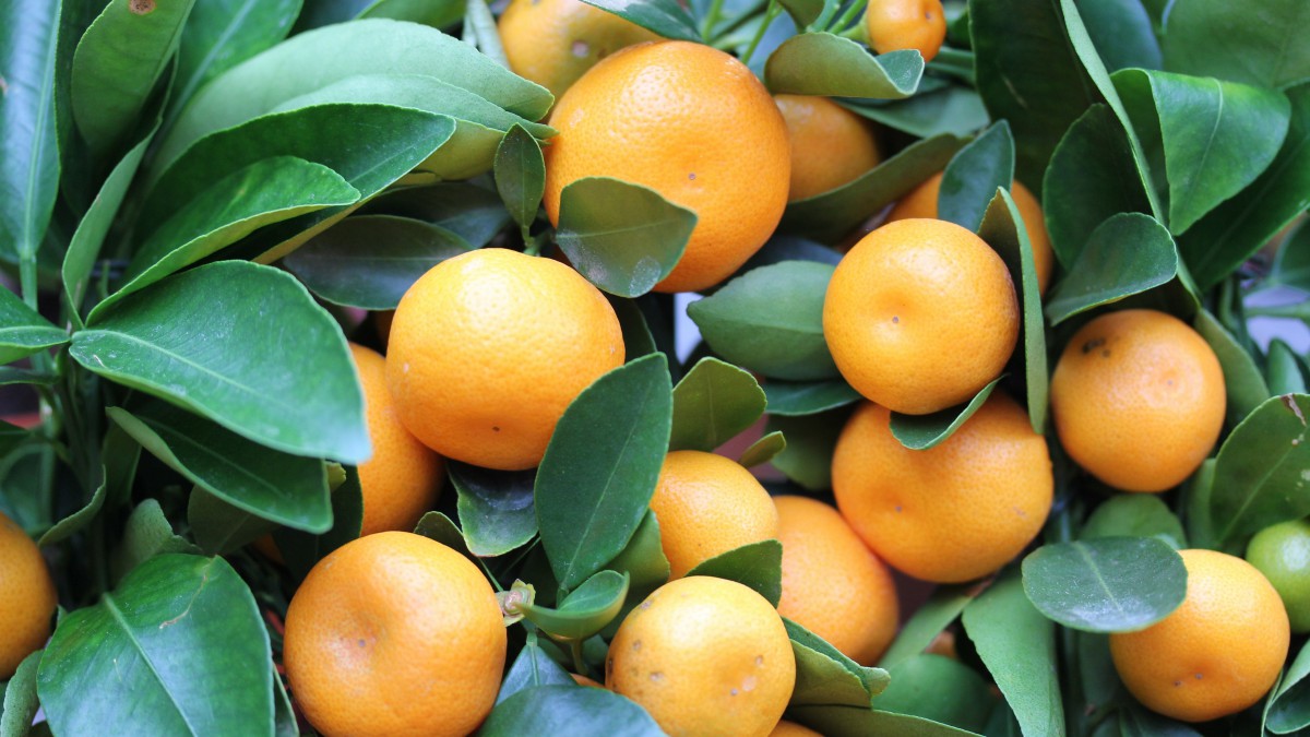 大量元素水溶肥的主要作用 大量元素水溶肥的主要作用