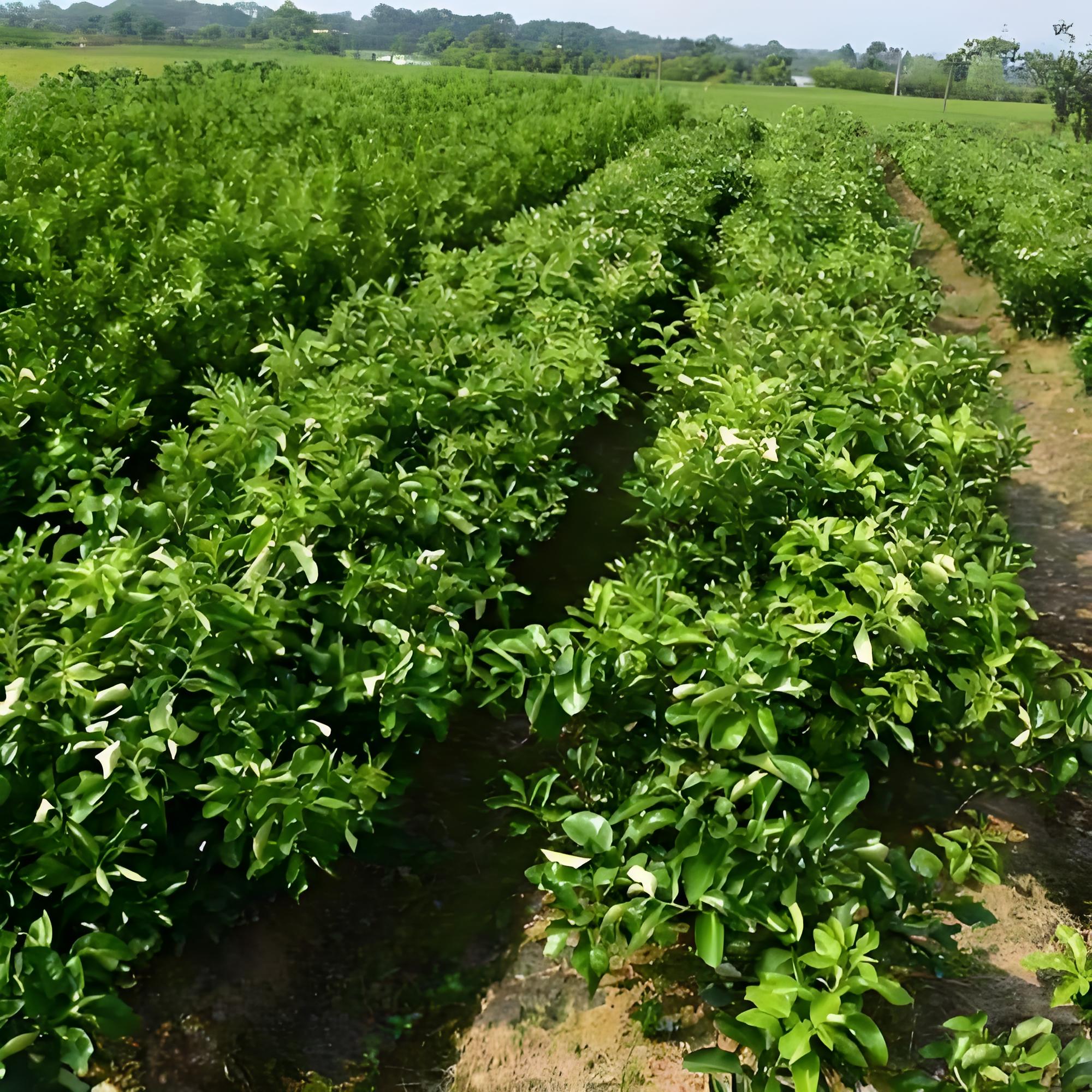 大量元素水溶肥的主要作用 大量元素水溶肥的主要作用