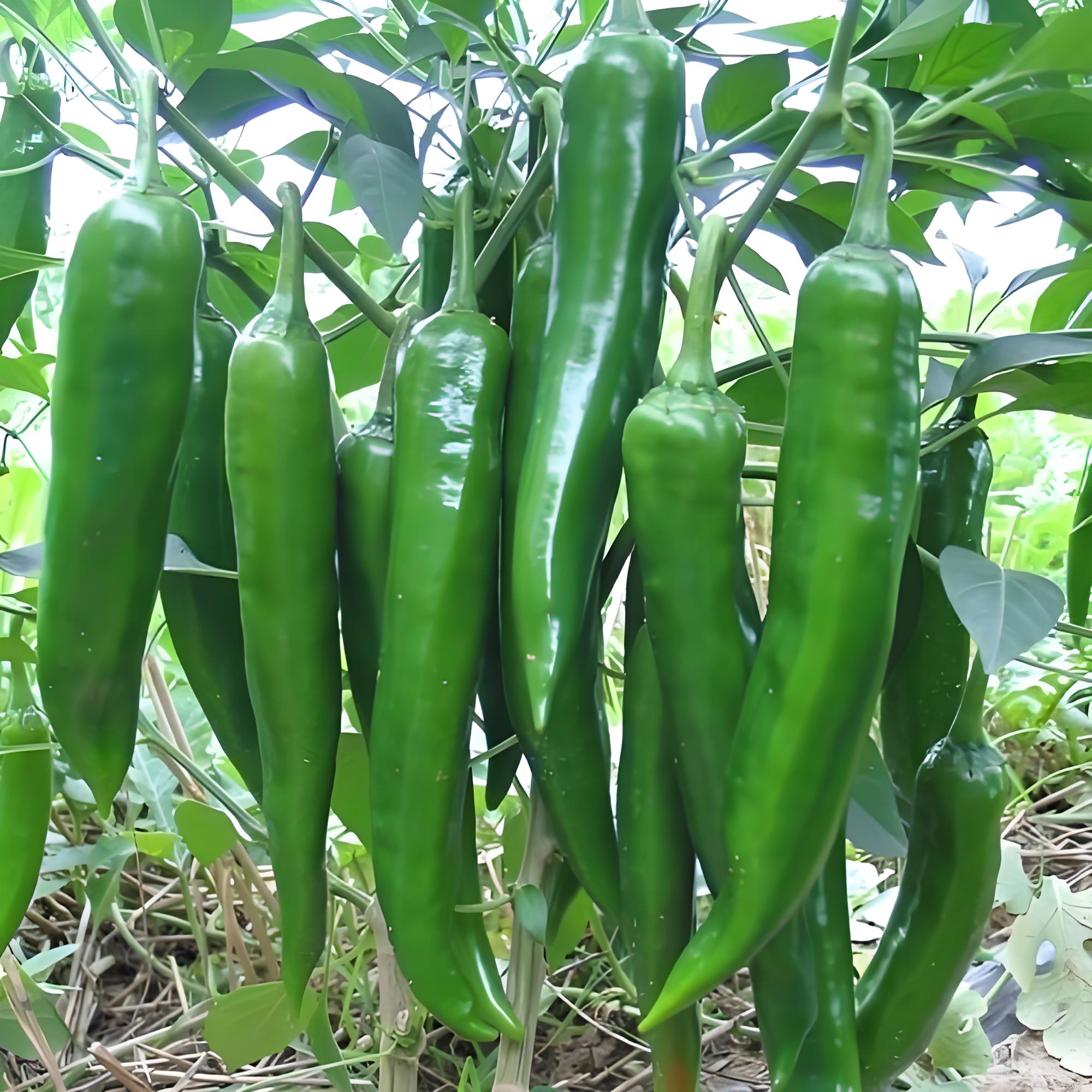 辣椒施肥的正常方法