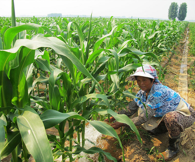 玉米施肥的最佳时间和方法