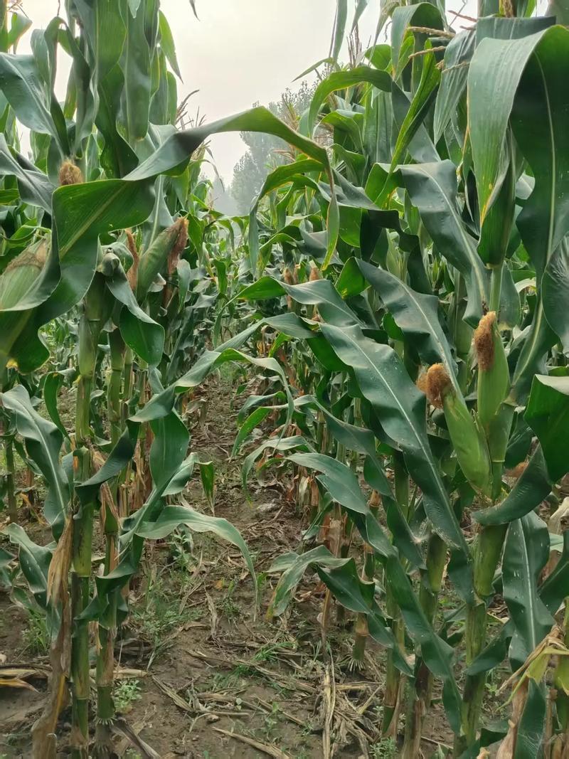 玉米施肥的最佳时间和方法