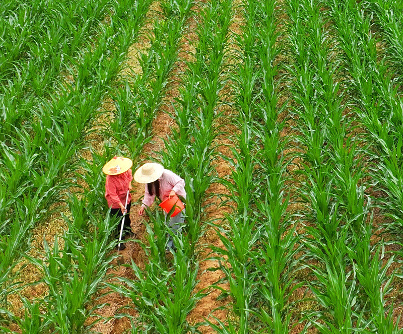 玉米施肥的最佳时间和方法