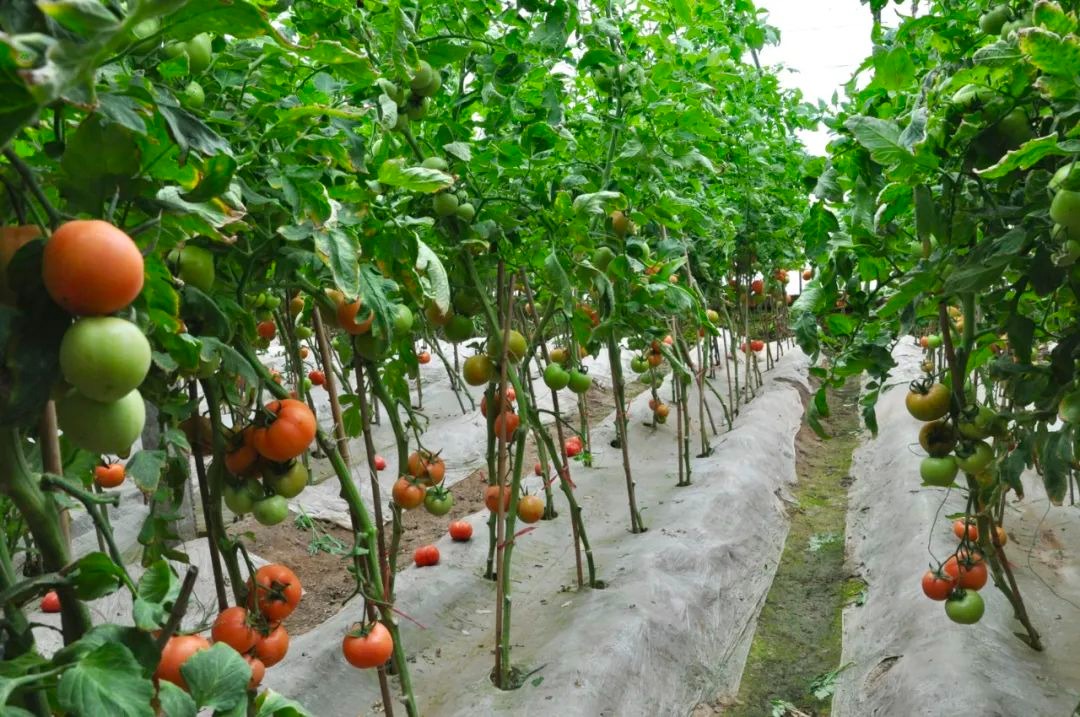 冬季大棚蔬菜种植技术要点 冬季大棚蔬菜种植技术要点