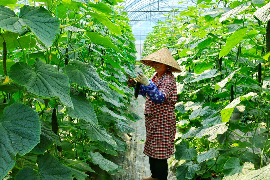 冬季大棚蔬菜种植技术要点 冬季大棚蔬菜种植技术要点