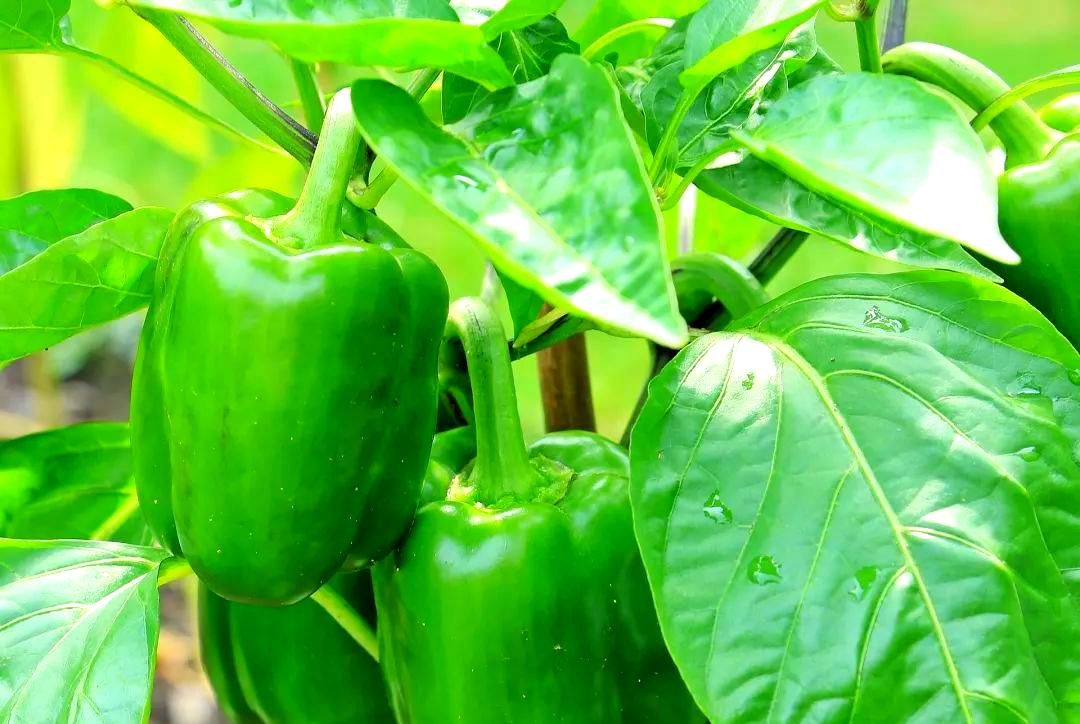 冬季大棚蔬菜种植技术要点 冬季大棚蔬菜种植技术要点