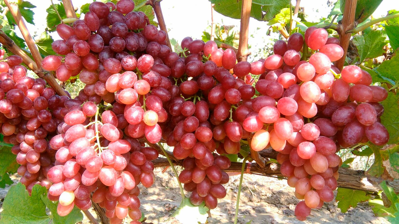 果树的最佳施肥时间