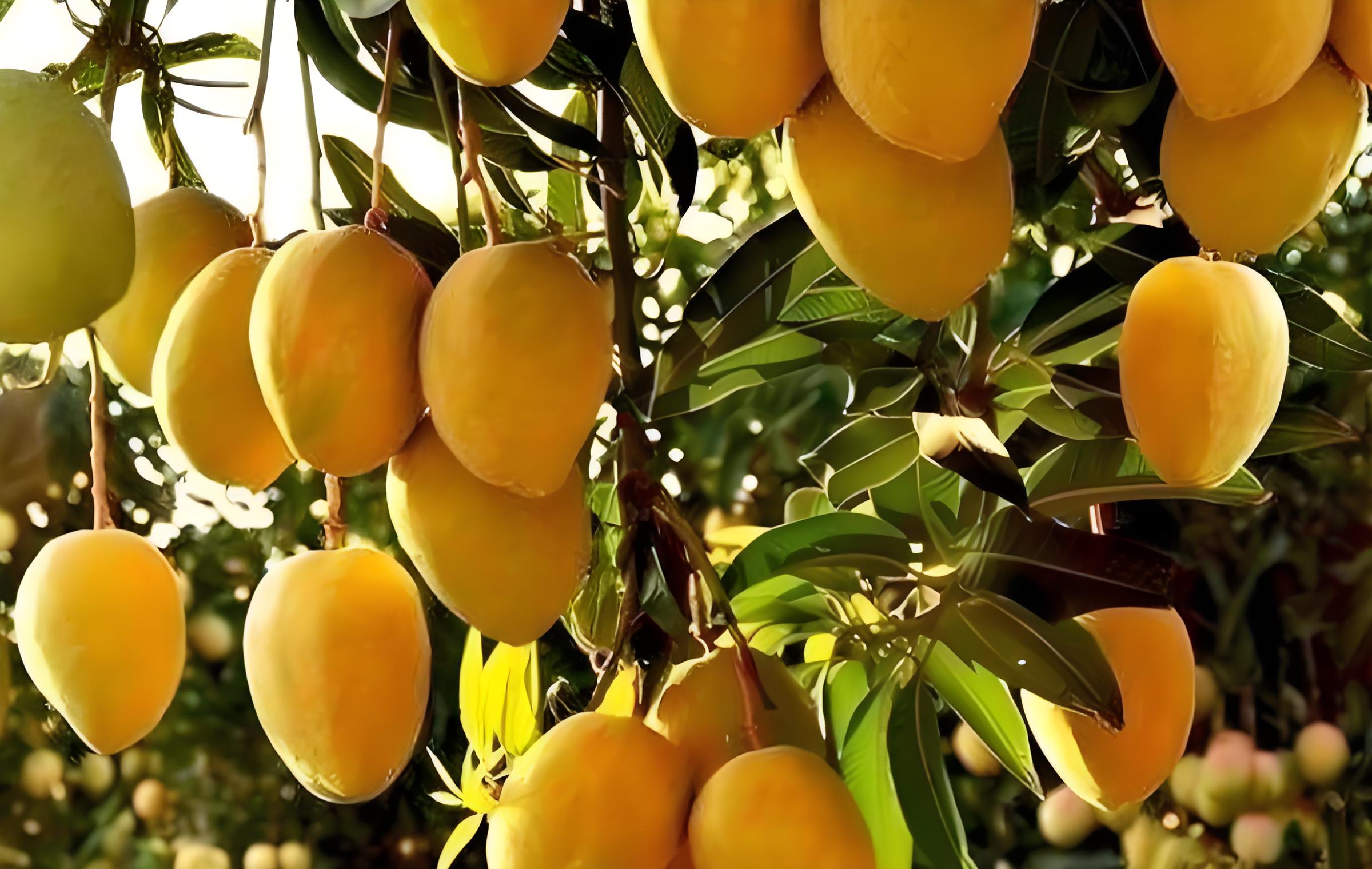 大量元素水溶肥的主要作用 大量元素水溶肥的主要作用