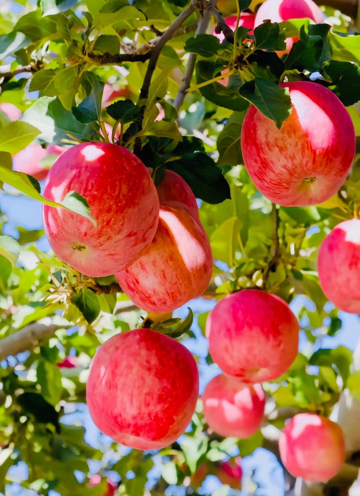 果树的最佳施肥时间