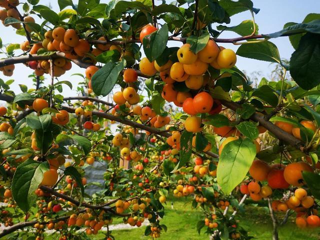 果树的最佳施肥时间