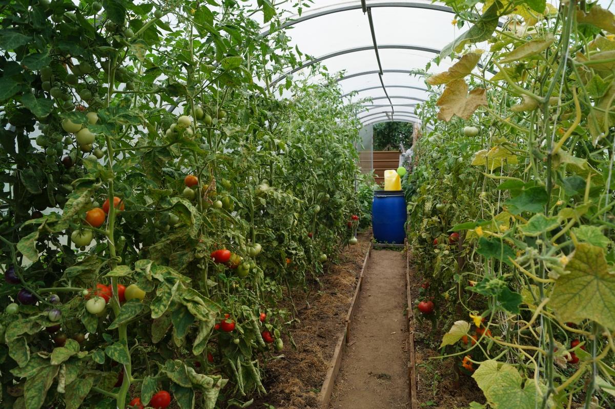 冬季大棚蔬菜种植技术要点