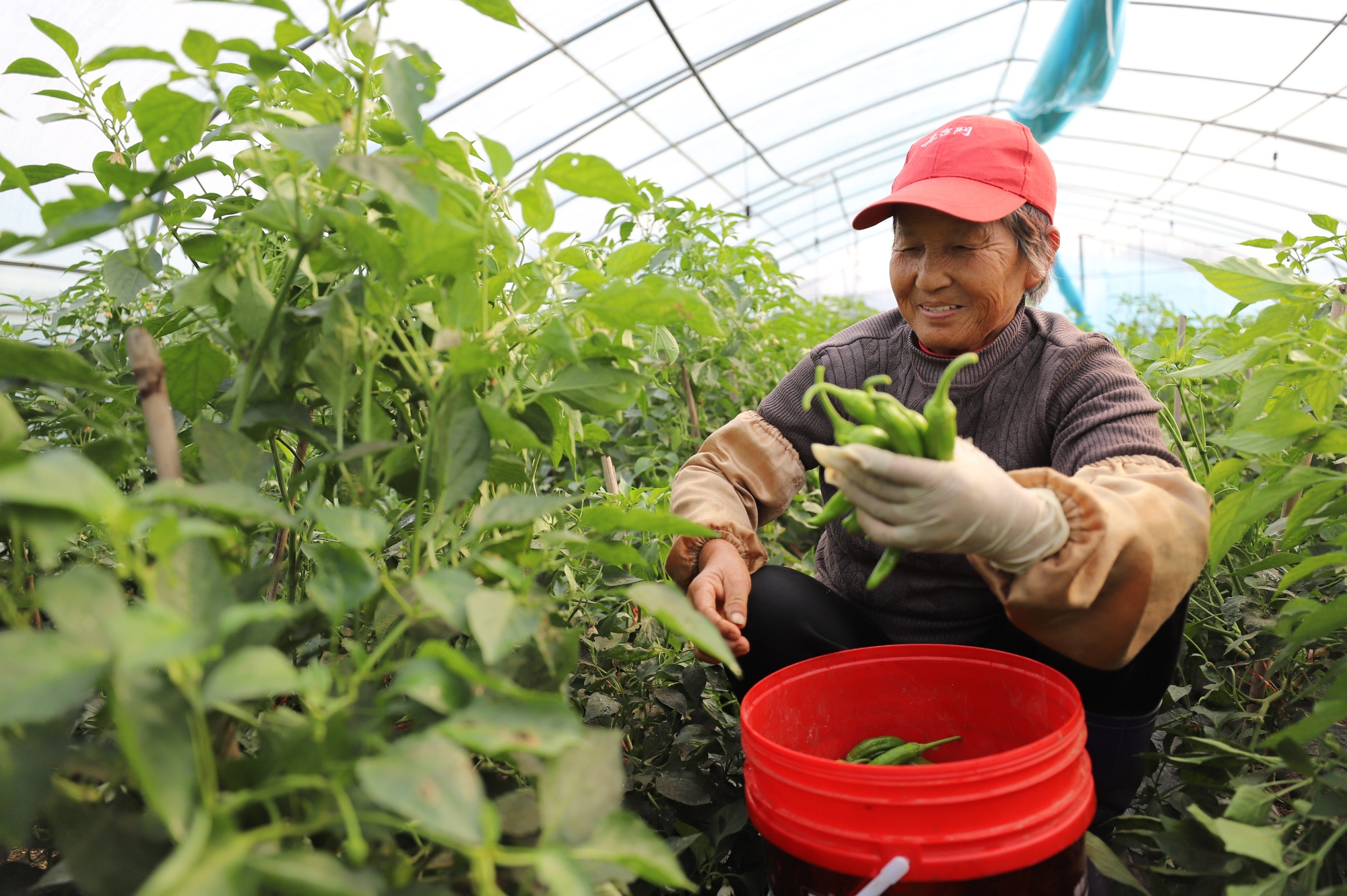 冬季大棚蔬菜种植技术要点